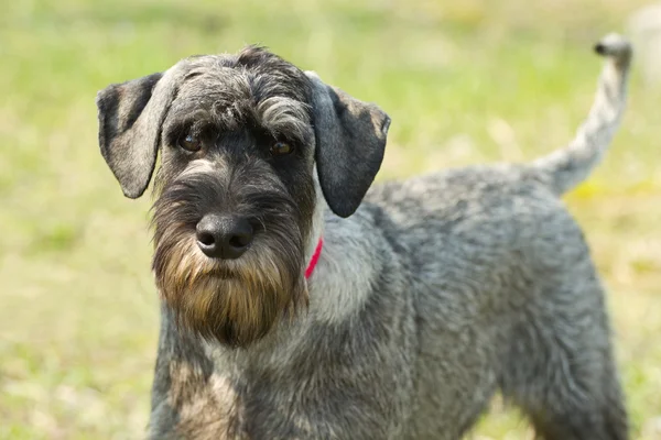 Standart schnauzer (mittelschnauzer) — Stok fotoğraf