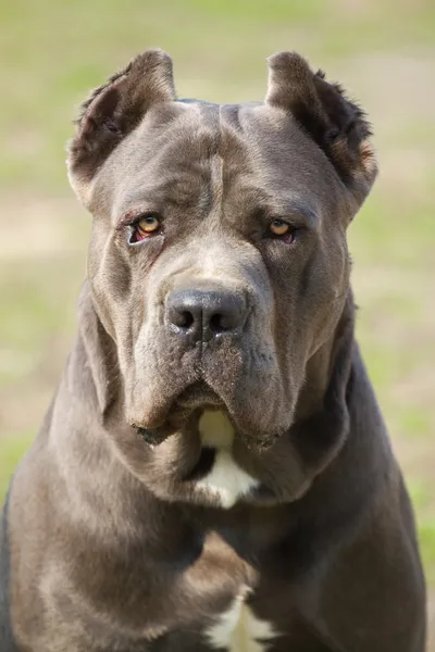 Cane corso dog — Fotografie de stoc gratuită