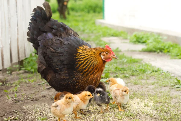 Gallinas y pollos — Foto de Stock