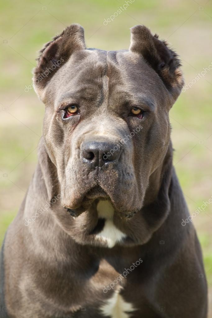Cane corso dog — Stock Photo © labrador #26605227