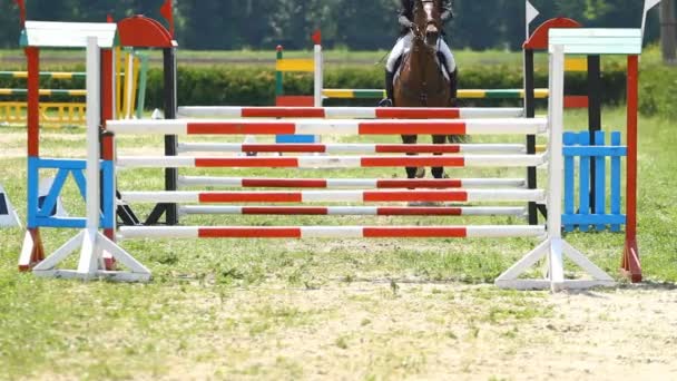 Paard sprong — Stockvideo