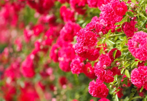 Pink rose bush — Stock Photo, Image