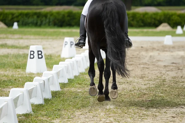 Dressuurpaard — Stockfoto