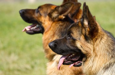 Alman çoban köpekleri