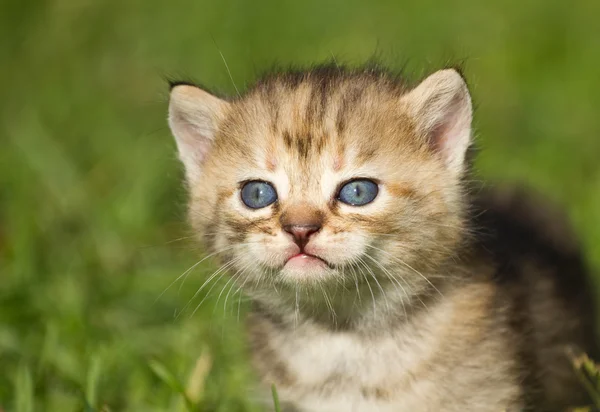 Çimenlerin üzerinde yavru kedi — Stok fotoğraf