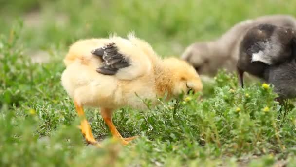 Baby chicks — Stock Video