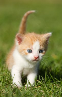 çimenlerin üzerinde yavru kedi