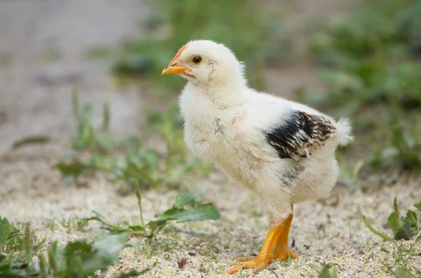 Baby chicks — Stock Photo, Image