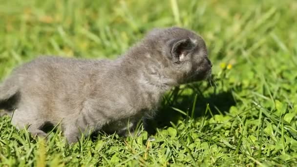 Котёнок на траве — стоковое видео
