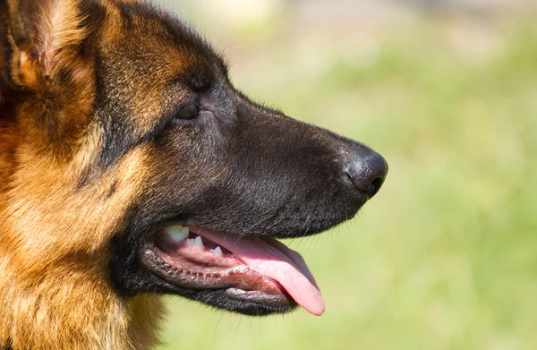 Duitse Herder Honden — Stockfoto