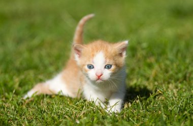 Bebek kedi