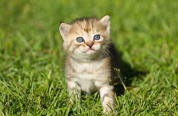 Котёнок на траве — стоковое фото