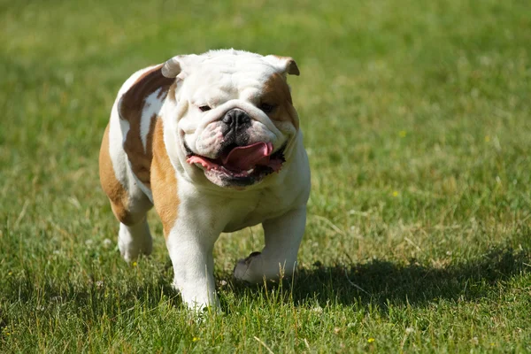 Bulldog inglês Fotos De Bancos De Imagens