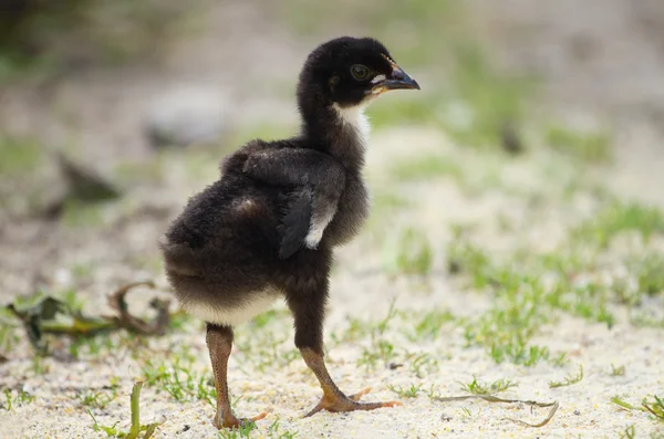 Vackra kyckling — Stockfoto