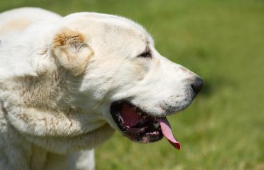 Orta Asya Çoban Köpeği