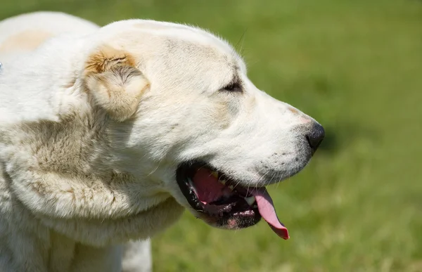 中亚牧羊犬 — 图库照片