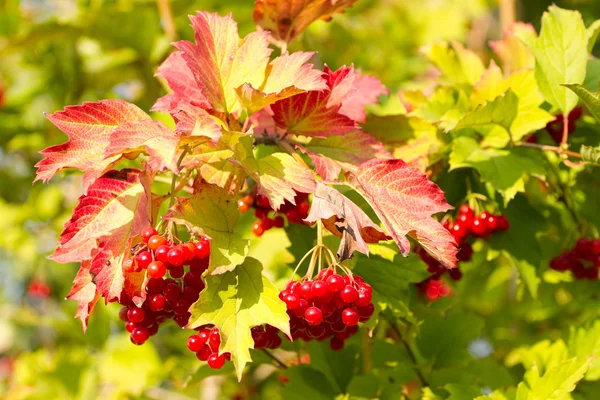 Red Viburnum berries in autumn — Stock Photo, Image