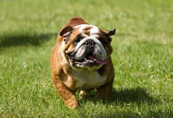 English bulldog running — Free Stock Photo