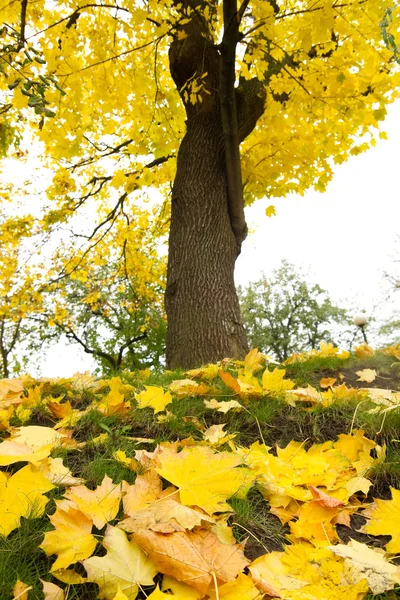 Autumn maple leaves — Stock Photo, Image