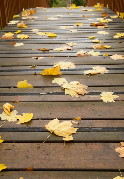 Feuilles d'érable sur un pont — Photo