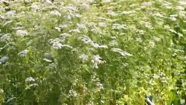 Flores de cilantro — Vídeo de stock