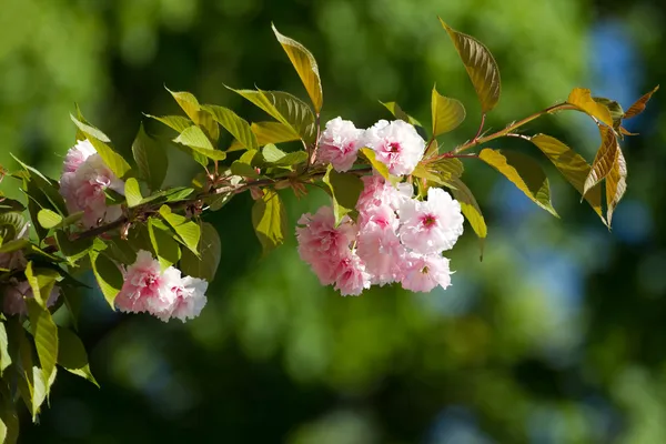 Fleur rose sakura — Photo