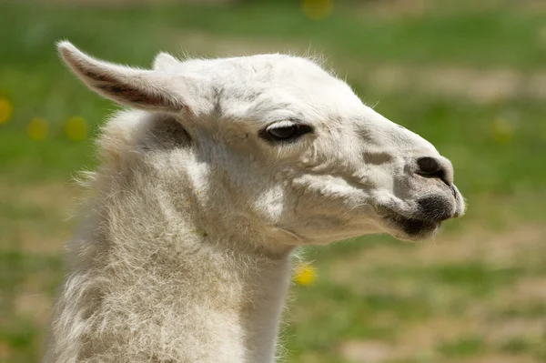 White llama — Stock Photo, Image