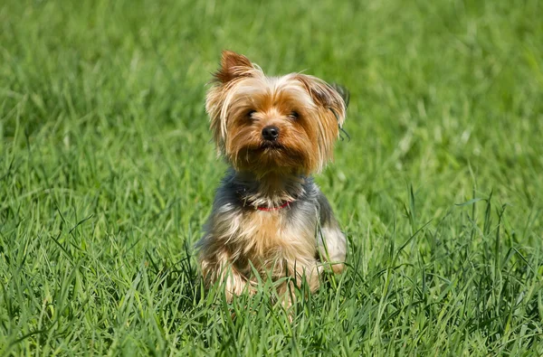 Yorkshire Terrier köpeği. — Stok fotoğraf