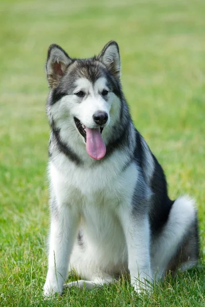 Retrato husky . — Fotografia de Stock