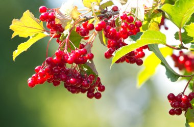Kırmızı viburnum üzümü