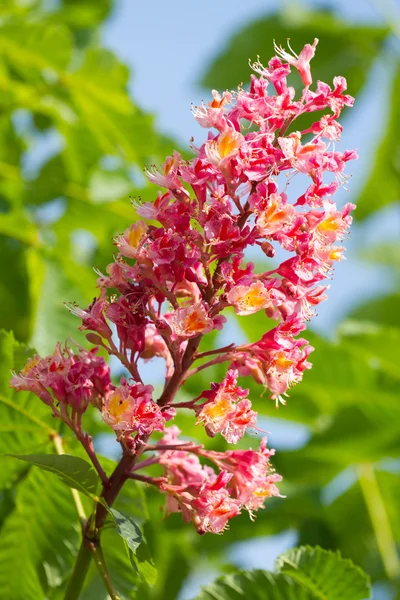 Blossomchestnut дерево — стокове фото