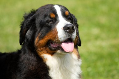 nın sennenhund köpek