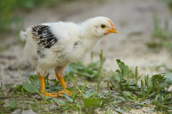 Baby chick — Free Stock Photo