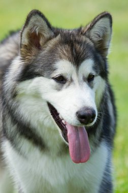 güzel husky