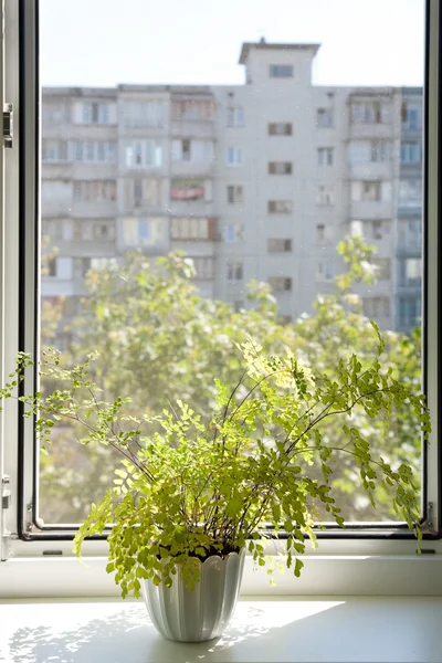 Pencere ve saksı — Stok fotoğraf