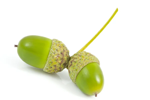 Two acorns isolated — Stock Photo, Image