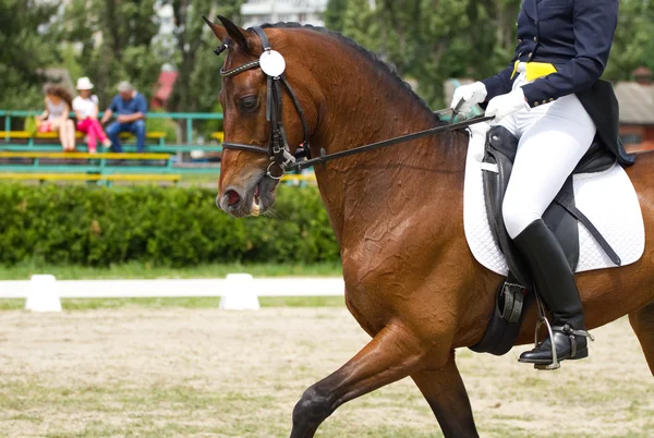 Cavallo da Dressage — Foto Stock