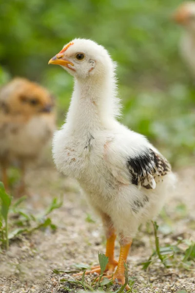 Portrait baby chick — Stock Photo, Image