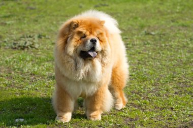 Köpek chow chow