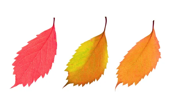 Colorful autumn leaves — Stock Photo, Image