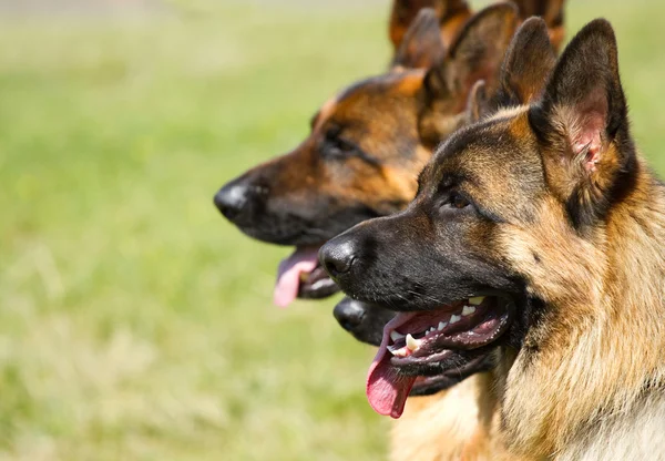 Perros pastor — Foto de Stock