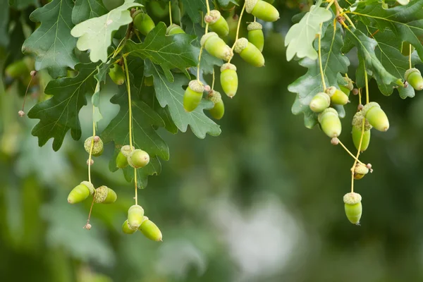 Oak branch and acorns — Stock Photo, Image