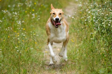 mutlu köpek koşma