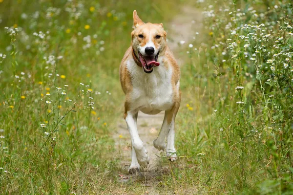 Gelukkige hond uitgevoerd Rechtenvrije Stockfoto's