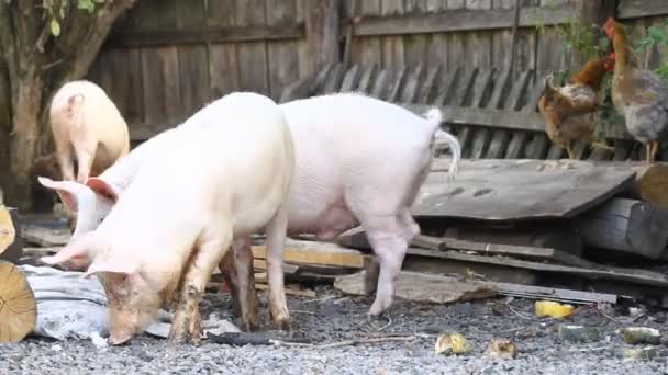 Piglets farmyard. — Stock Video