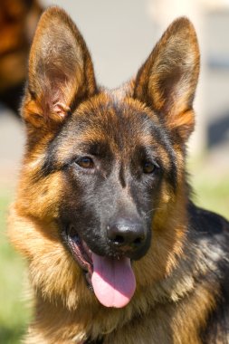 Alman çoban köpekleri