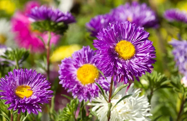 Färgglada aster blommor — Stockfoto