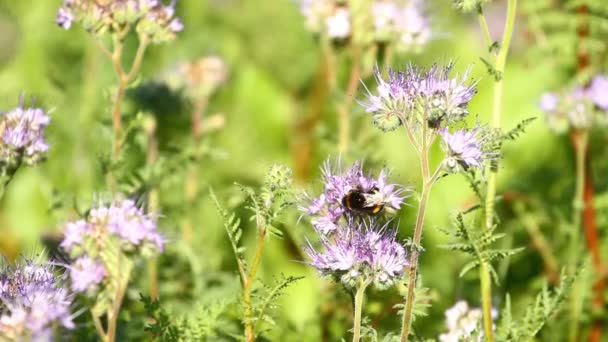 Bumblebee and phacelia flower — Stock Video