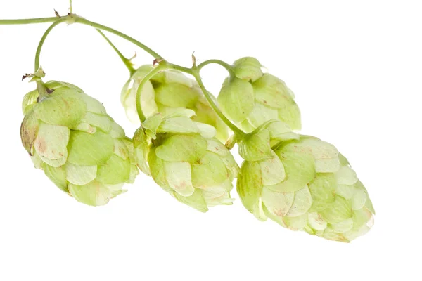 Hopfen isoliert — Stockfoto