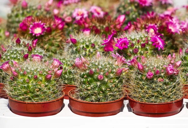 Kaktus z kwiatu — Zdjęcie stockowe